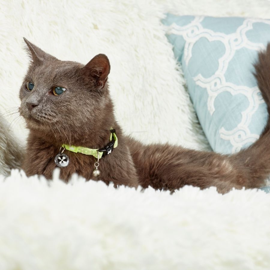 Collar con Smart ID para Gatos Kiwi, , large image number null